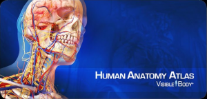 Human Anatomy Atlas